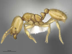 Image of Fire Ants and Thief Ants