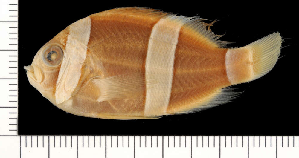 Image de Amphiprion sebae Bleeker 1853