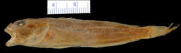 Image of Banded Sculpin