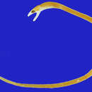 Image of Broadnose worm eel