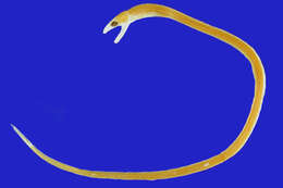 Image of Broadnose Worm Eel