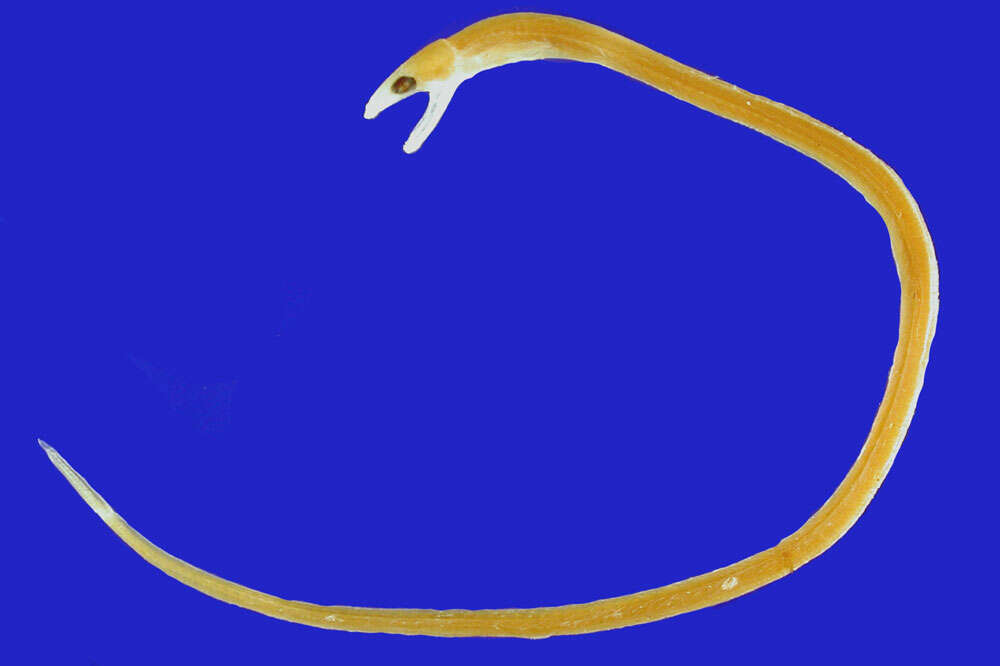 Image of Broadnose Worm Eel