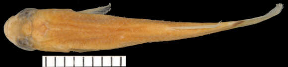 Image of Brown rivulus