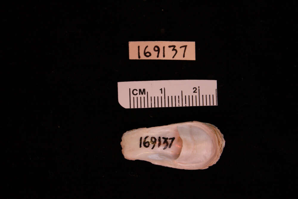 Слика од <i>Crepidula explanata</i>