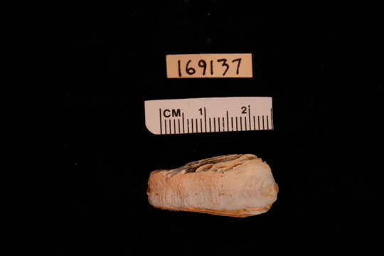Image of <i>Crepidula explanata</i>