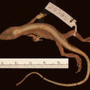 Image of High Anole