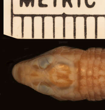 Image of <i>Ptychoglossus nicefori</i>