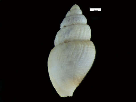 Image of Curtitoma decussata (Couthouy 1839)