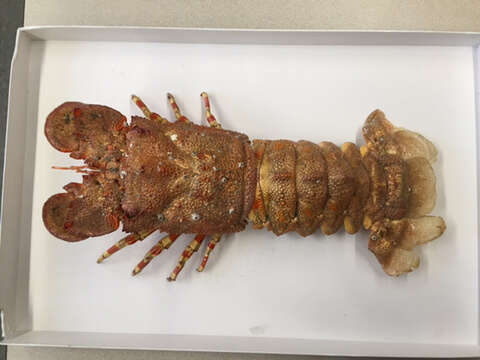 Image of French lobster