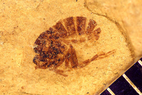 Image of Sciomyza