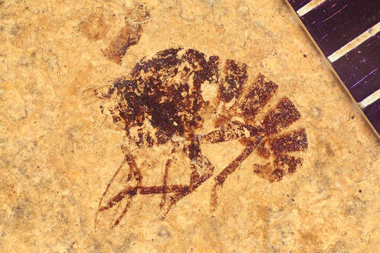 Image of Sciomyza