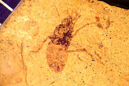 Image de Sciomyza