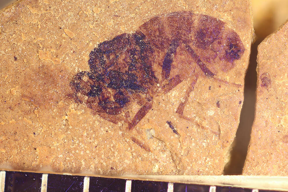 Image of Sciomyza