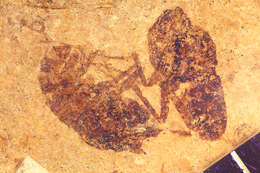 Image of Sciomyza