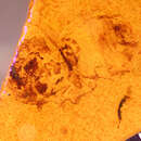 Image of Cheilosia ampla Barkalov & Peck 1997