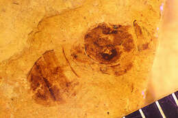Image of Cheilosia ampla Barkalov & Peck 1997