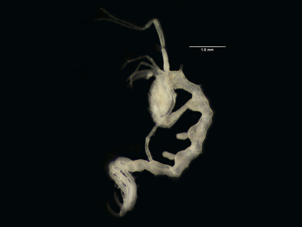 Sivun Caprelloidea Leach 1814 kuva