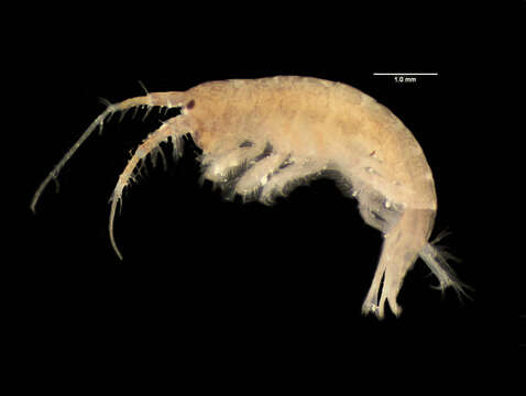 Image of Ampithoe Leach 1814