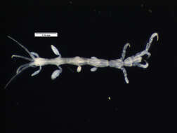 Image of Caprelloidea Leach 1814