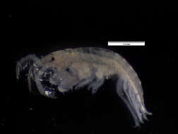 Image of Ampithoe Leach 1814