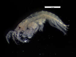 Image of Ampithoe Leach 1814