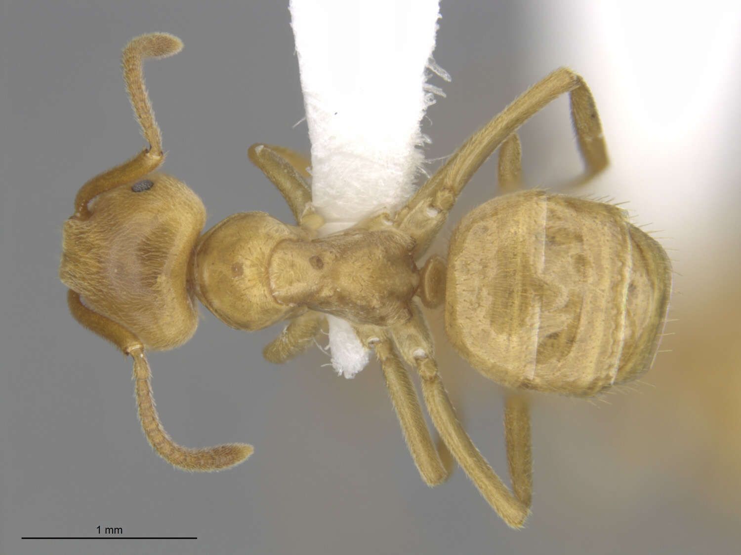 Image de Lasius