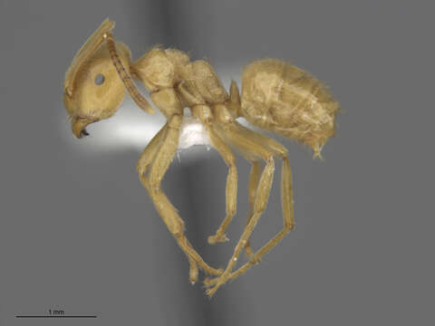 Image de Lasius