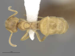 Image de Lasius