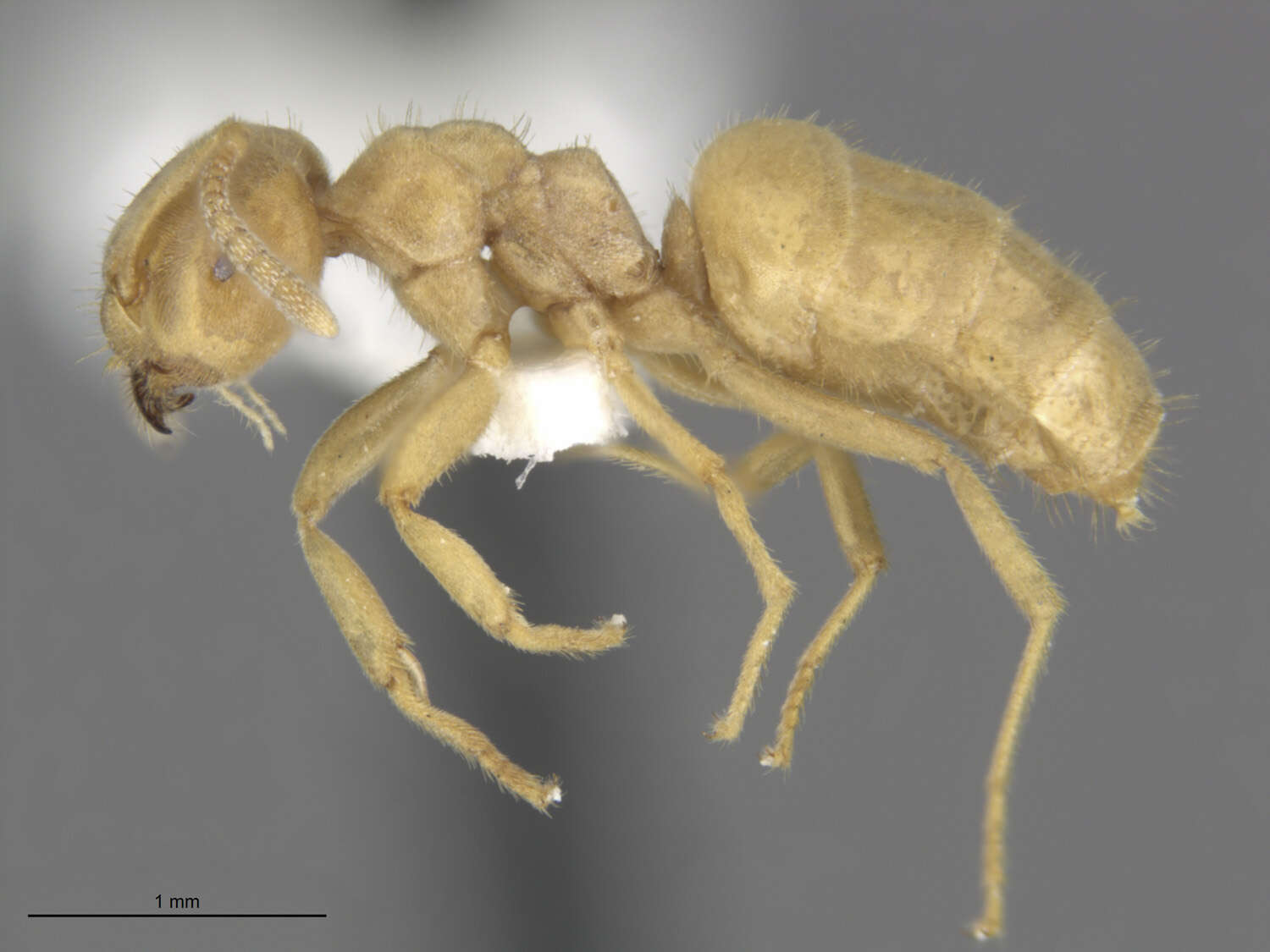 Image de Lasius