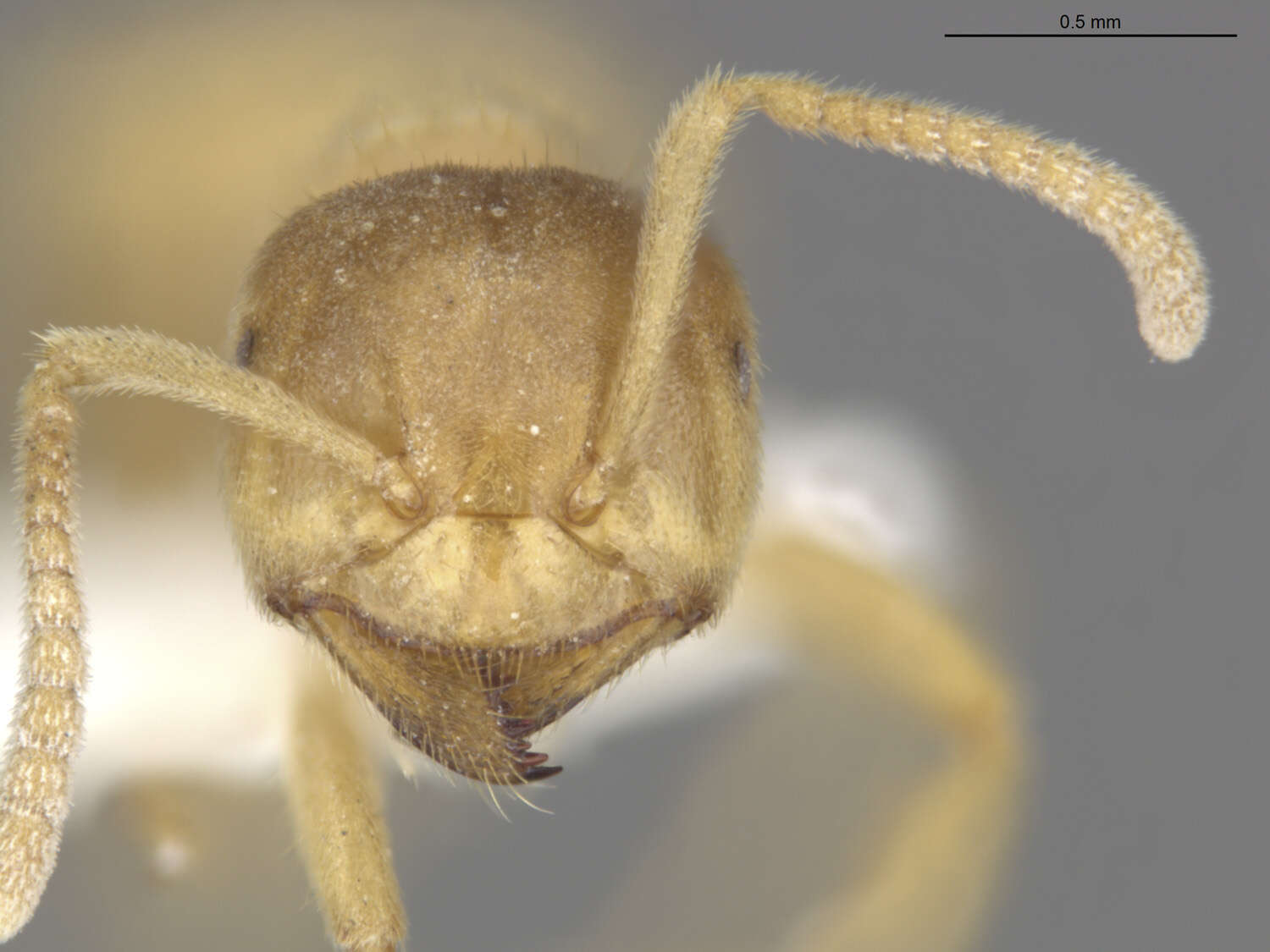 Image de Lasius