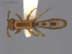 Image of Acanthostichus texanus Forel 1904