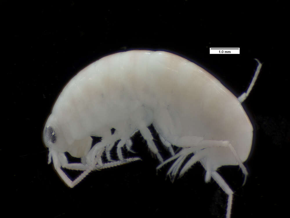 Image of amphipods