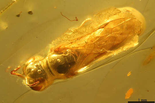 Image of crabronid wasps