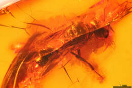 Image of crabronid wasps