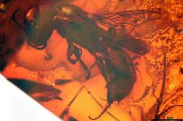 Image of crabronid wasps