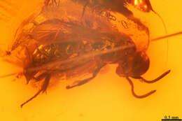 Image of crabronid wasps