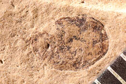 Image of Nosotetocus debilis Scudder 1900