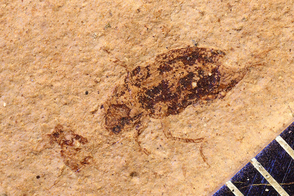 Image of Helichus