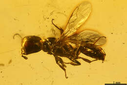 Image of crabronid wasps