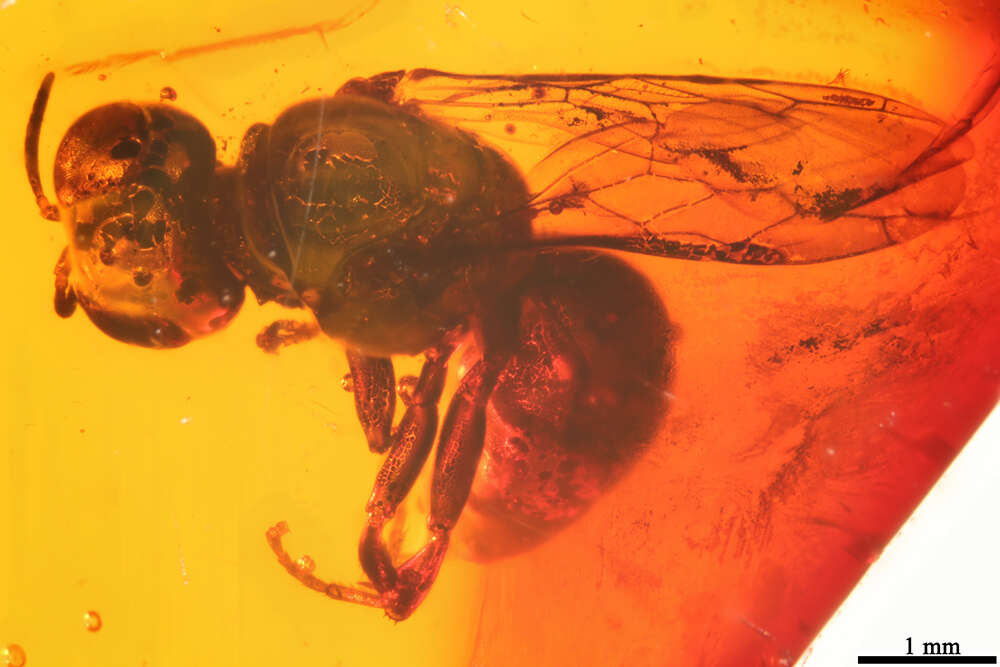 Image of crabronid wasps