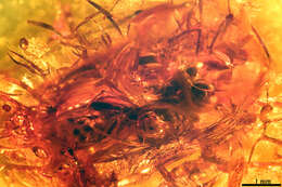 Image of crabronid wasps