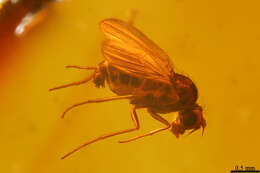 Plancia ëd Dolichopodidae