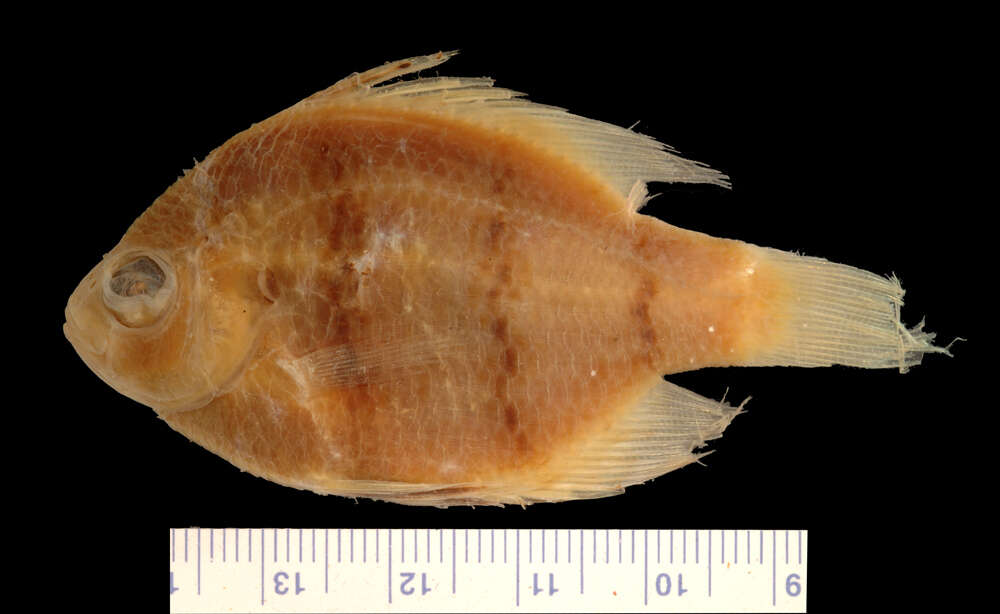 Image of Blackbanded Sunfish