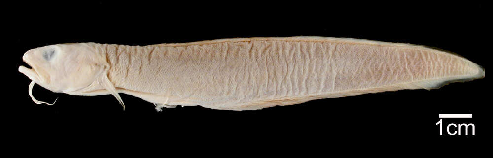 Image of Band Cusk-eel