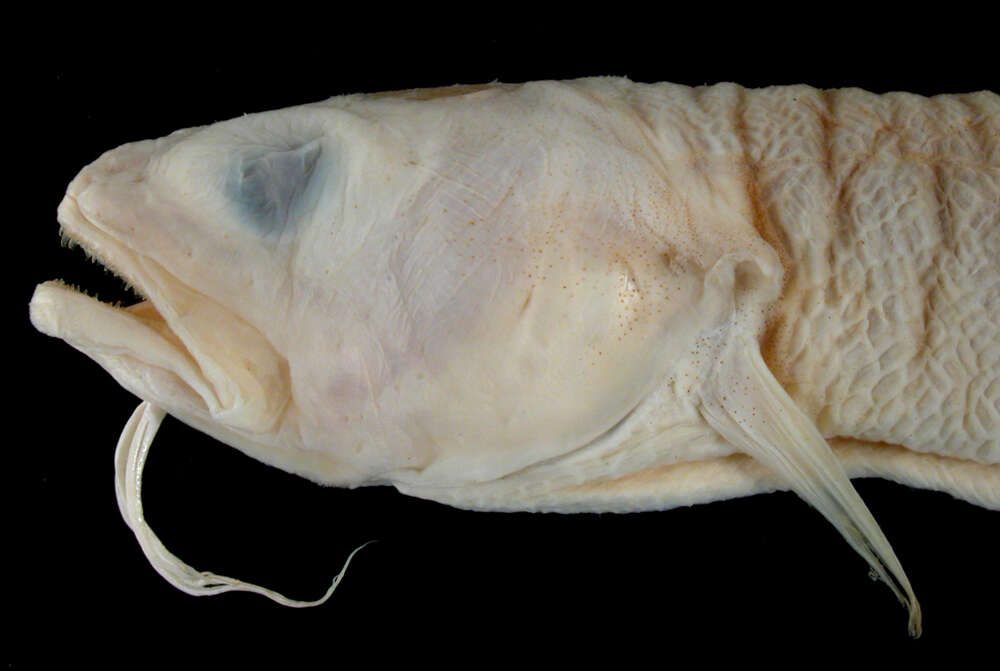 Image of Band Cusk-eel