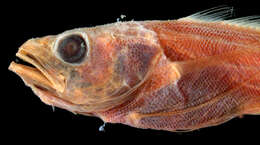 Image of Longfin codling