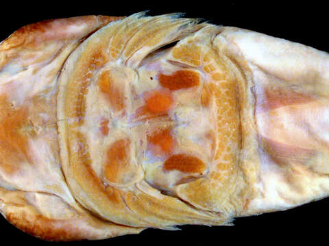 Image of Clingfish