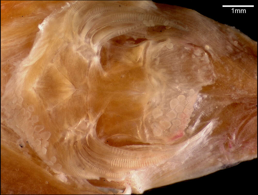 Acyrtus rubiginosus (Poey 1868) resmi