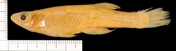 Image of Goldbelly Topminnow