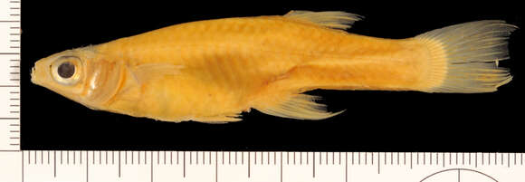 Image of Goldbelly Topminnow